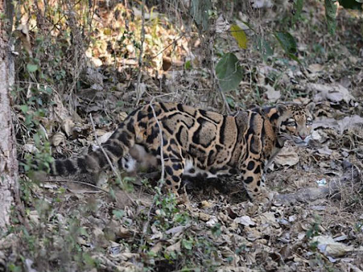 photo of Clouded Leopard National Park